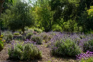 1516 Monarch Dr, Santa Ynez, CA 93460 - Photo 28