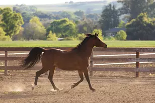 3325 Figueroa Mountain Rd, Los Olivos, CA 93460 - Photo 60