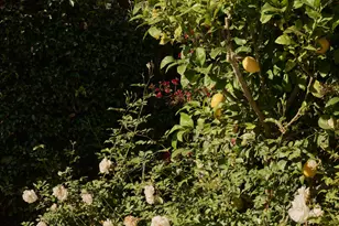 627 Romero Canyon Rd, Montecito, CA 93108 - Photo 40
