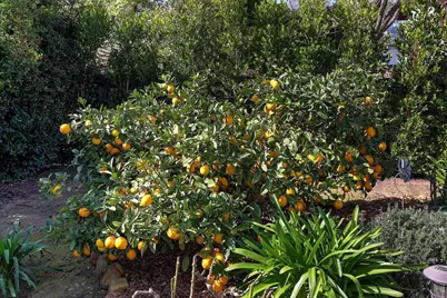 3715 Brent Street, Santa Barbara, CA 93105 - Photo 10