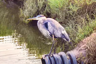 349 Ash Ave, Carpinteria, CA 93013 - Photo 42
