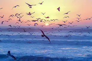 349 Ash Ave, Carpinteria, CA 93013 - Photo 54