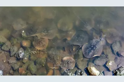 349 Ash Avenue #Spc 17, Carpinteria, CA 93013 - Photo 46