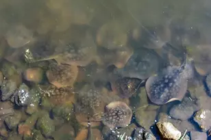 349 Ash Ave, Carpinteria, CA 93013 - Photo 46