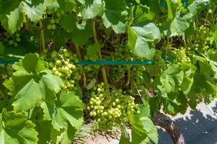 3715 Hitchcock Ranch Rd, Santa Barbara, CA 93105 - Photo 32