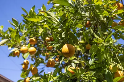 417 W Canon Perdido Street, Santa Barbara, CA 93101 - Photo 22