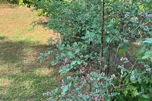 113 Flamingo Ln, Statesboro, GA 30461 - Photo 74