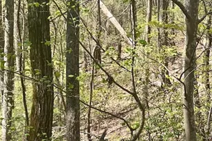 450 Wild Turkey Bluff, Dawsonville, GA 30534 - Photo 8