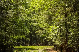 5524 Hooker Branch Rd, Millen, GA 30442 - Photo 72