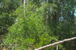 0 Stoney Brook Way, Reidsville, GA 30453 - Photo 1