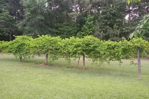 531 Grant Rd, Brooks, GA 30205 - Photo 82