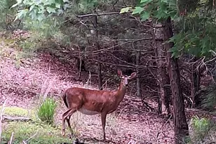 180 Shepherds Ridge, Morganton, GA 30560 - Photo 18