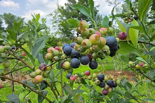 2037 Jeff Davis Rd, Thomaston, GA 30286 - Photo 44