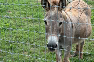 669 Nicklesville Rd NE, Resaca, GA 30735 - Photo 2