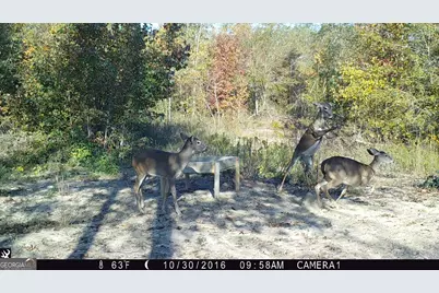 0 State Route 240 Road, Ideal, GA 31041 - Photo 28