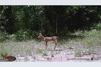 0 State Route 240 Road, Ideal, GA 31041 - Photo 34