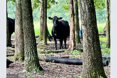 6223 Hulsey Road, Clermont, GA 30527 - Photo 10