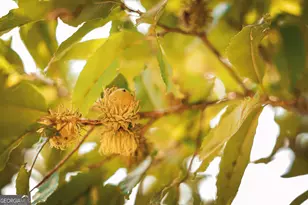 1576 Chula Brookfield Rd, Tifton, GA 31794 - Photo 36