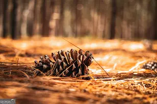 1576 Chula Brookfield Rd, Tifton, GA 31794 - Photo 54