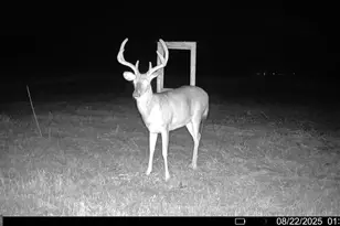 379 Horseshoe Bend Rd, Montezuma, GA 31063 - Photo 54