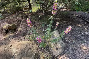 776 McBride Rd, Fayetteville, GA 30215 - Photo 34