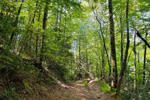 4 Maxwell Mountain Road, Ellijay, GA 30540 - Photo 6