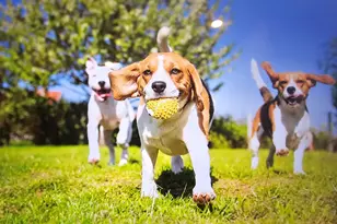 612 Parnassus Rd, Locust Grove, GA 30248 - Photo 10