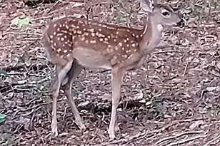 637 Wayside Road NE, Rome, GA 30161 - Photo 40