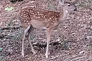 637 Wayside Road NE, Rome, GA 30161 - Photo 38