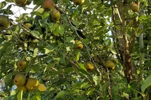 114 Aaron Dr, Toccoa, GA 30577 - Photo 66