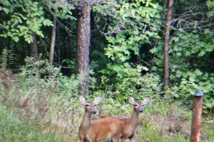 114 Aaron Dr, Toccoa, GA 30577 - Photo 64