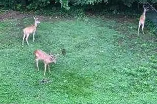 1558 Womack Rd, Atlanta, GA 30338 - Photo 18