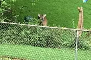 1558 Womack Rd, Atlanta, GA 30338 - Photo 16