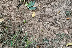 1398 Vanna Rd, Royston, GA 30662 - Photo 34