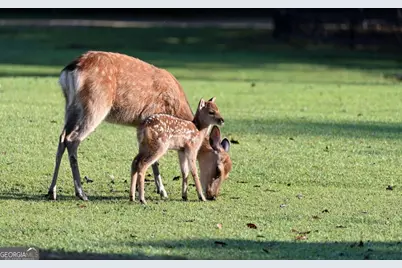 297 Fairview Court, Jasper, GA 30143 - Photo 74