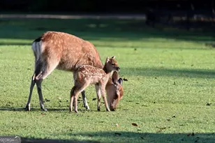 297 Fairview Ct, Jasper, GA 30143 - Photo 74