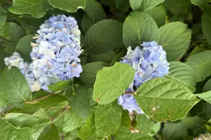 104 N Tallahassee St, Hazlehurst, GA 31539 - Photo 36