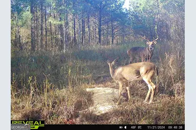 0 County Line Road, Talbotton, GA 31827 - Photo 86