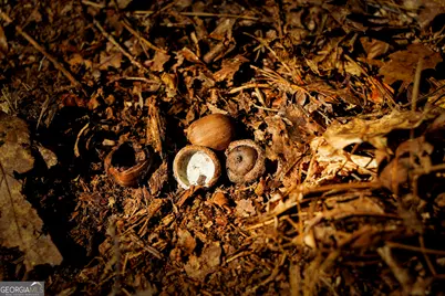 0 County Line Road, Talbotton, GA 31827 - Photo 30