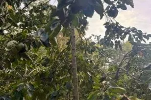 7315 Lee Rd, Lithia Springs, GA 30122 - Photo 4