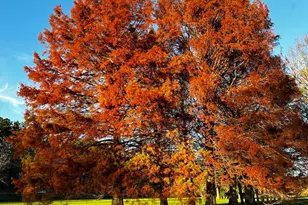 3147 Old Hwy 64 W, Warne, NC 28909 - Photo 10