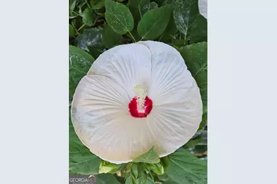 295 Blue Heron Drive, Athens, GA 30605 - Photo 50