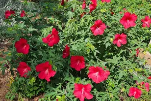 295 Blue Heron Dr, Athens, GA 30605 - Photo 48