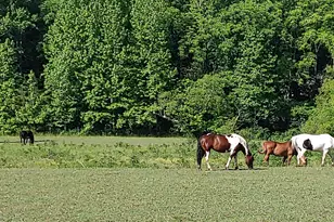 962 Woodbrier, Sautee Nacoochee, GA 30571 - Photo 58
