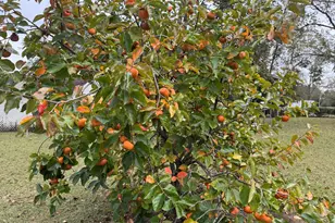 509 Lakeview Dr, Dexter, GA 31019 - Photo 38