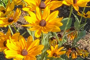 1654A Ward Mountain Rd NE, Rome, GA 30161 - Photo 102