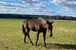 1654A Ward Mountain Rd NE, Rome, GA 30161 - Photo 106