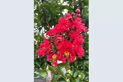 123 Conifer Court, Winterville, GA 30683 - Photo 44