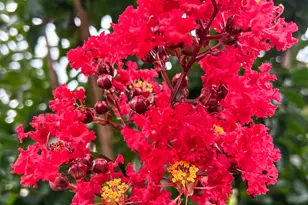 123 Conifer court, Winterville, GA 30683 - Photo 44