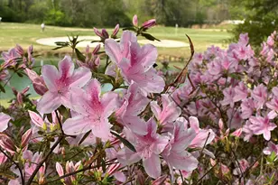 711 Bluff Rd, Statham, GA 30666 - Photo 72